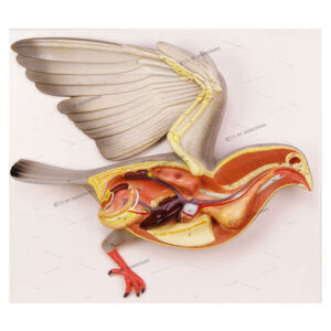 BIRD DISSECTION - PIGEON