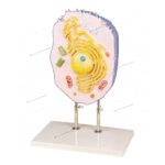 ANIMAL CELL MODEL (New designed)