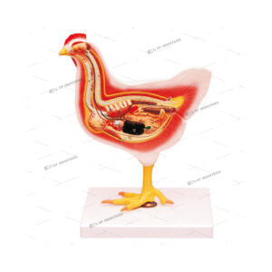BIRD DISSECTION (DOMESTIC HEN)