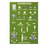 FROG DEVELOPMENT SET