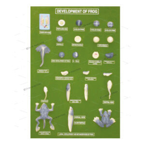 FROG DEVELOPMENT SET
