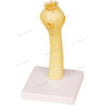 HEAD OF THE PORK TAPE WORM