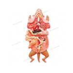 RAT DISSECTION(Female)