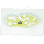 PARAMECIUM