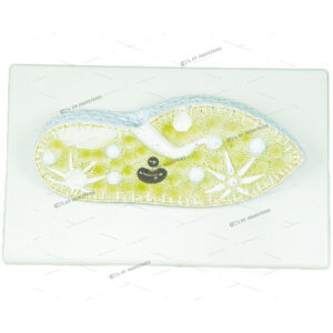 PARAMECIUM