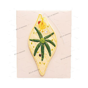 EUGLENA
