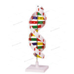 DNA MODEL KIT