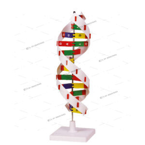 DNA MODEL KIT