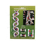 MODEL OF DNA
