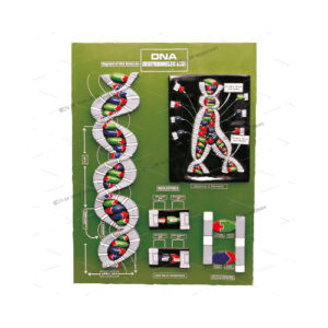 MODEL OF DNA