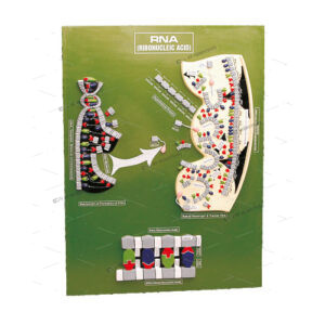 MODEL OF RNA